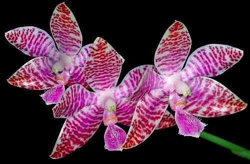 Phalaenopsis lueddemanniana 'Mindanao'